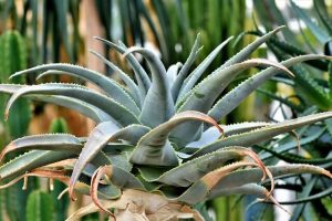agave plant in green color in nature