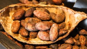 Cacao beans fresh in a shell of the fruit