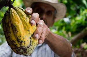 Cocoa fruit fresh and picked up by a farmer