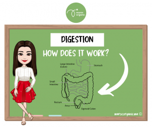Digestion : how does it work?
