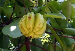 Garcinia cambogia fruit on a tree fresh