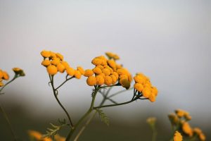 helichrysum plant flowers