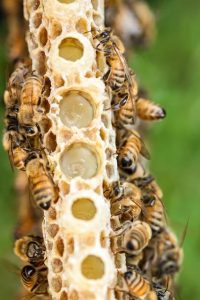 Royal jelly in a honeycomb with bees on it