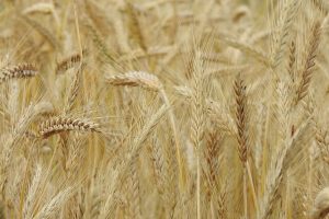 Rye plant in nature