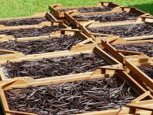 Vanilla pods freshly harvested