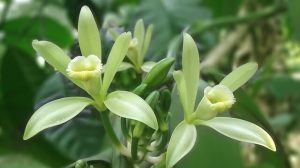 Vanilla flower close up