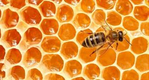 a bee on a honeycomb