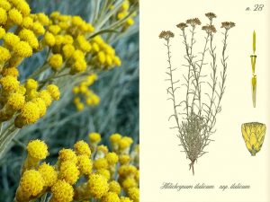 helichrysum flower next to a drawing of the plant