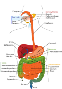 Digestive-system anatomy. Sketch of the digestive system colored with tags to describe every organ and part of the digestive system in human beings.
