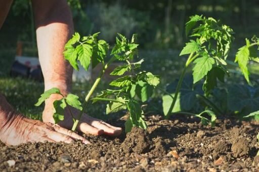 Tomato_GettyImages-959697972